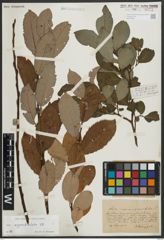 Foto von Salix appendiculata Vill.